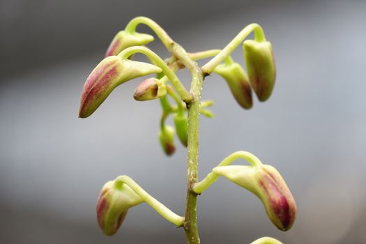 close up image of beautiful dendrobium mangosteen still growing buds are planted in the garden in the garden isolated blur background