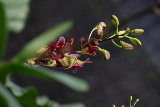 close up image of beautiful dendrobium mangosteen still growing buds are planted in the garden in the garden isolated blur background