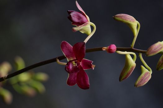 close up image of beautiful dendrobium mangosteen in full bloom has a velvety maroon red color like mangosteen planted in the garden in the garden isolated blur background