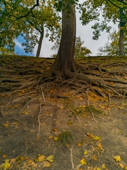 Many tree roots outside the ground in park