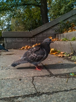 Old pigeon walking on stairs in park