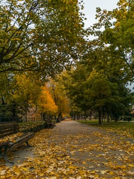 Path in park full of yellow fall leaves between high trees