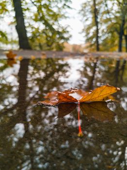 Orange leaf lying in puddle in park