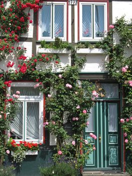 House with rambler rose in Eutin, Schleswig-Holstein, Germany.