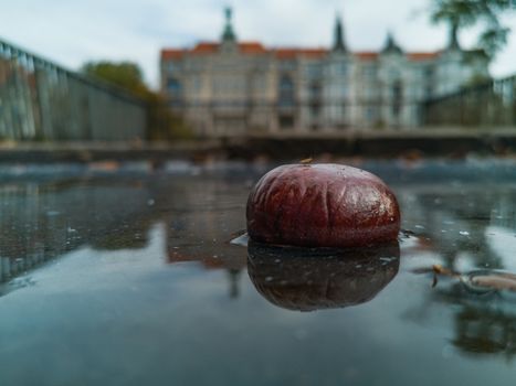 Small chestnut in puddle reflected in water