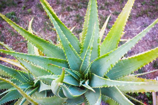 agave mediterranean plant of italy