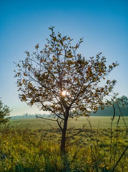 Small tree with green and yellow fields around and shining sun behind