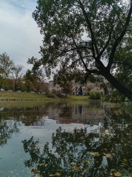 Tree crown reflecting in river at city center