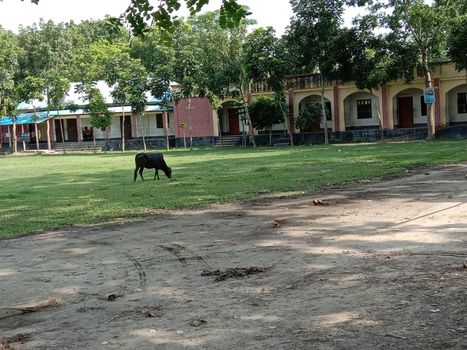 school and field view with nature