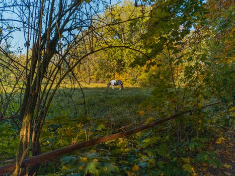 Black and White horse at grazing at green field with trees around