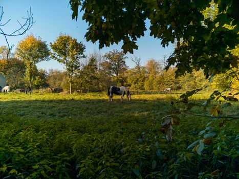 Black and White horse at grazing at green field with trees around