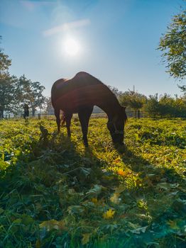 Big brown horse with shadow and shining sun behind