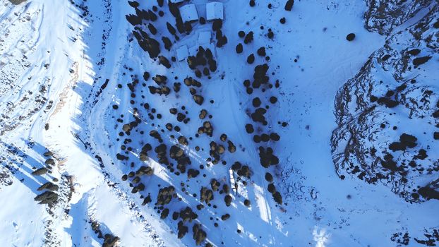 Winter gorge, fir trees and a group of people. Ready-made trail through the snow gorge. A group of climbers is walking along it. Top view from a drone. The shadows of the trees fall on the deep snow.