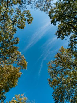 Upward look to trees crowns and blue cloudy sky