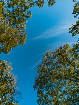 Upward look to trees crowns and blue cloudy sky