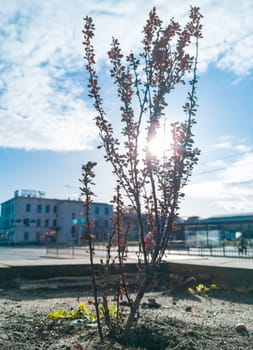 Morning sun hiding behind small flower near street