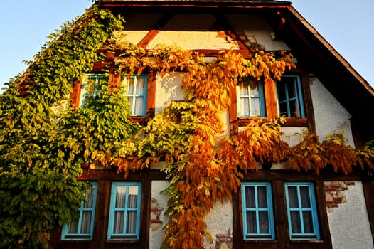 View of an old house covered by overgrown plant on the wall.