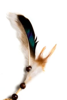 Colored bird Feather isolated on a white background.