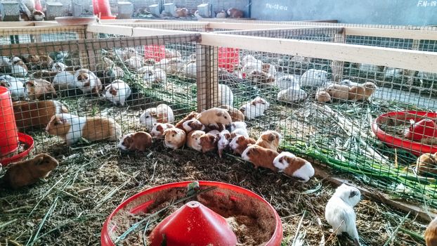 Cuyes Farm: The cuy, or guinea pig, is a traditional food of the Andes.