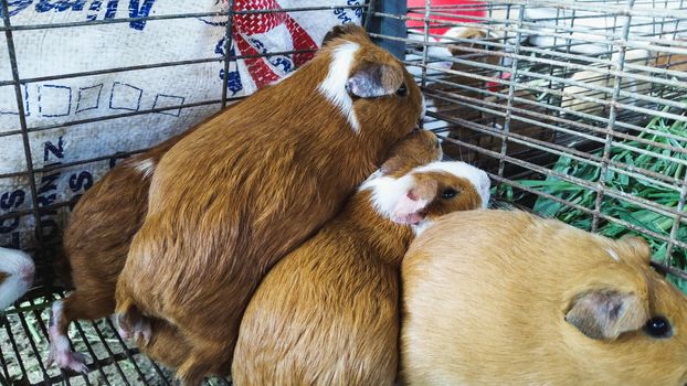 Cuyes Farm: The cuy, or guinea pig, is a traditional food of the Andes.