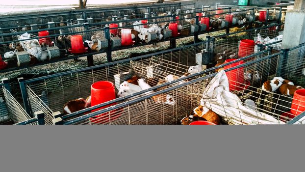 Cuyes Farm: The cuy, or guinea pig, is a traditional food of the Andes.