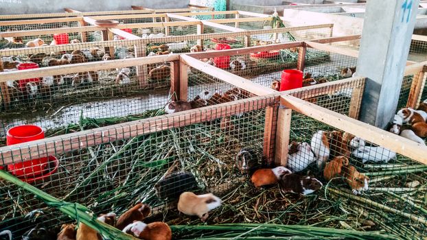 Cuyes Farm: The cuy, or guinea pig, is a traditional food of the Andes.