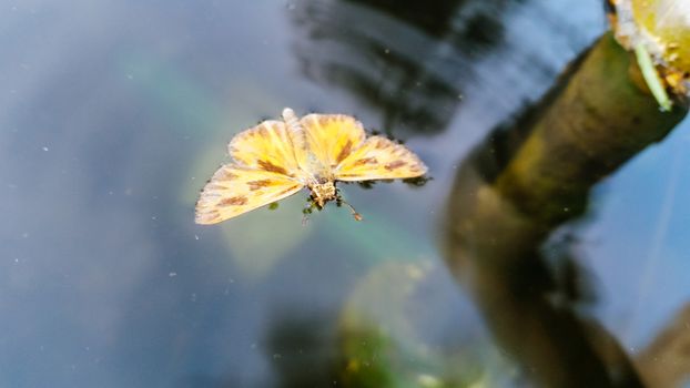 Butterfly on a puddle of water in a pond