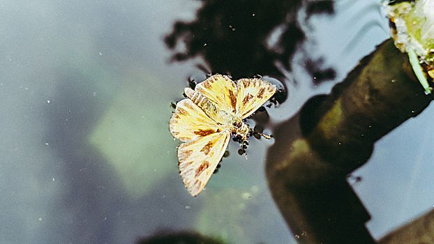 Butterfly on a puddle of water in a pond