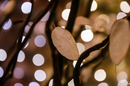 Blurry rising in the summer garden with Bokeh light. Abstract background