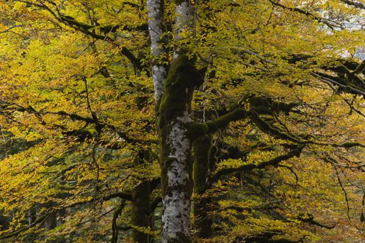 Beech forest and other trees with autumn colors in the Selva de Oza, Aragonese Pyrenees. Hecho and Anso, Huesca, Spain.