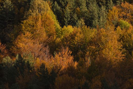 Beech forest and other trees with autumn colors in the Selva de Oza, Aragonese Pyrenees. Hecho and Anso, Huesca, Spain.