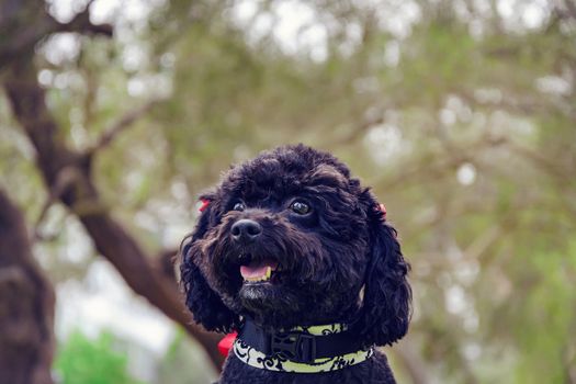 Small black Poodle face smiling with park background