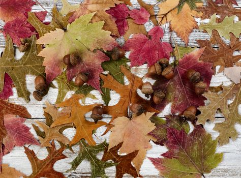 Autumn colorful leaves with acorns on white rustic wooden background for the Thanksgiving holiday season in filled frame format 