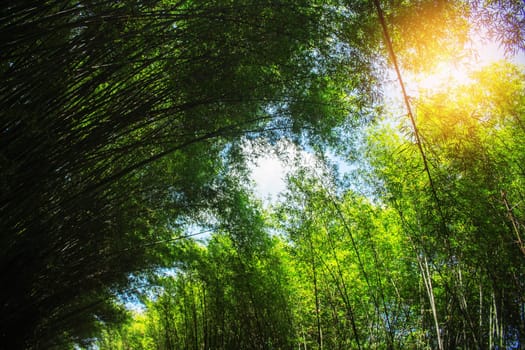 Bamboo leaves are arranged in a line with the light during a day.