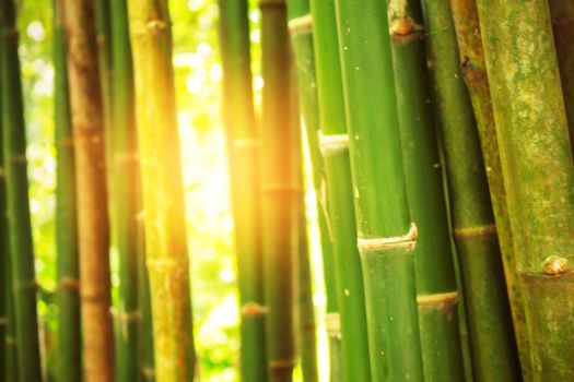 Bamboo with light shining down on the day.