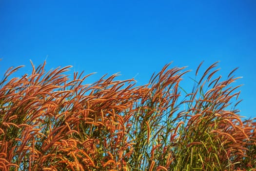 Beautiful grass in a field with the blue sky.