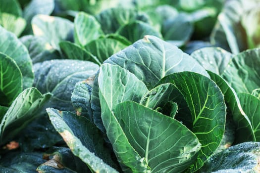 Green cabbage with dew on the leaves.