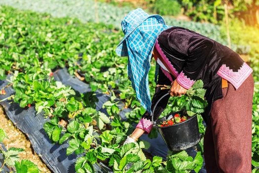 Gardeners were picking strawberries in a field.