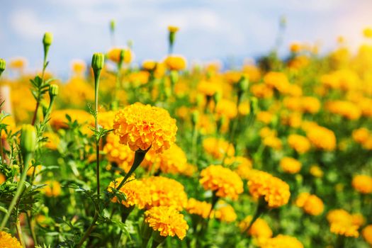 Marigold garden in the daytime at sky.