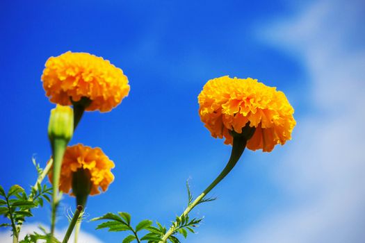 Beautiful marigold with the blue sky.