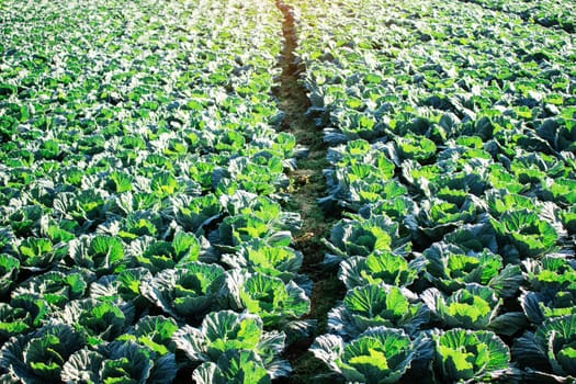 Planting cabbage with morning light in winter.