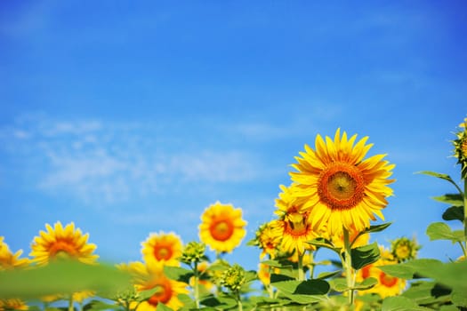 Sunflower in the garden with a blue sky.