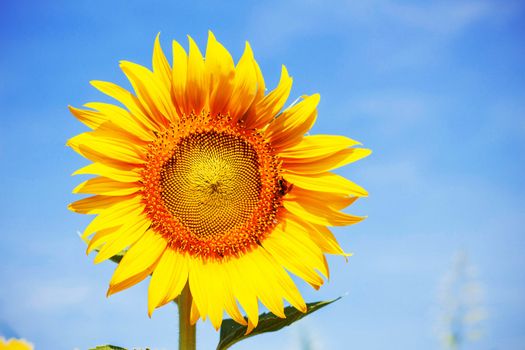The beautiful sunflower with a bright sky.