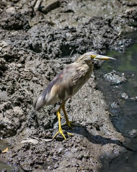 Close-up image of brown Pond Heron(Ardeola) bird near water body. Pond herons are herons, typically 40–50 cm long with an 80–100 cm wingspan.