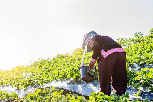 Gardeners are picking strawberry on the field.