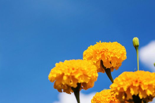 Marigold yellow of beautiful with the blue sky.