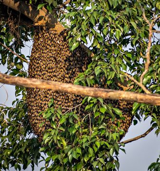 Natural, big honey-bee nest or Beehive on tree branch. A beehive is an enclosed structure in which some honey bee species of the subgenus Apis live and raise their young.
