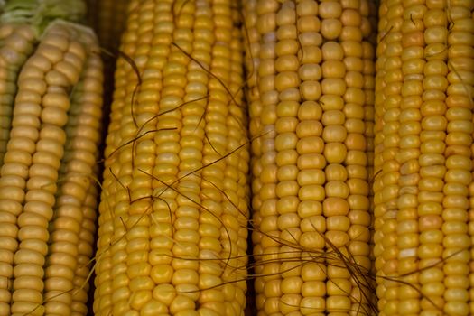 Freshly harvested corn, detail of ripe sweet corn on the cob.