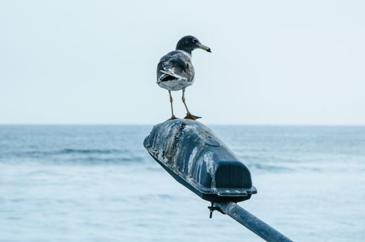 Seagull on a Lamp post on the beach, rusty by the sea breeze