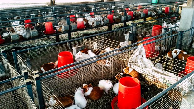 Cuyes Farm: The cuy, or guinea pig, is a traditional food of the Andes.